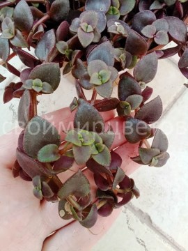 Крассула пеллюцида (Crassula pellucida)